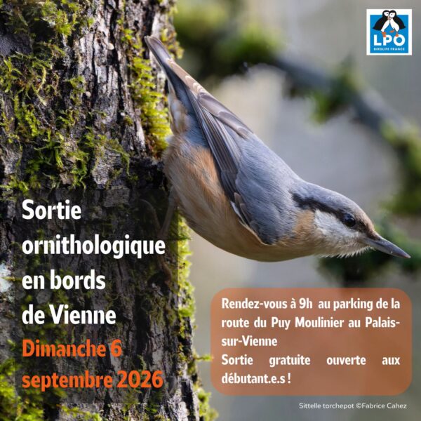Matinée d&rsquo;observation ornithologique de la LPO