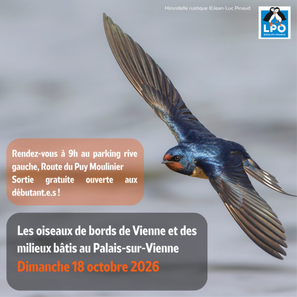 Matinée d&rsquo;observation ornithologique de la LPO