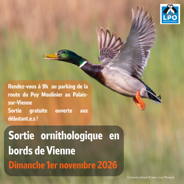 Matinée d&rsquo;observation ornithologique de la LPO