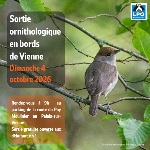 Matinée d&rsquo;observation ornithologique de la LPO