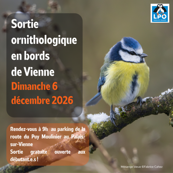 Matinée d&rsquo;observation ornithologique de la LPO