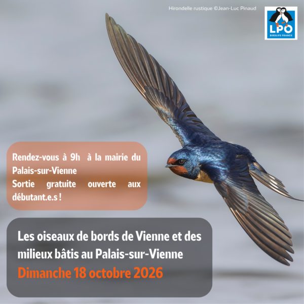 Matinée d&rsquo;observation ornithologique de la LPO