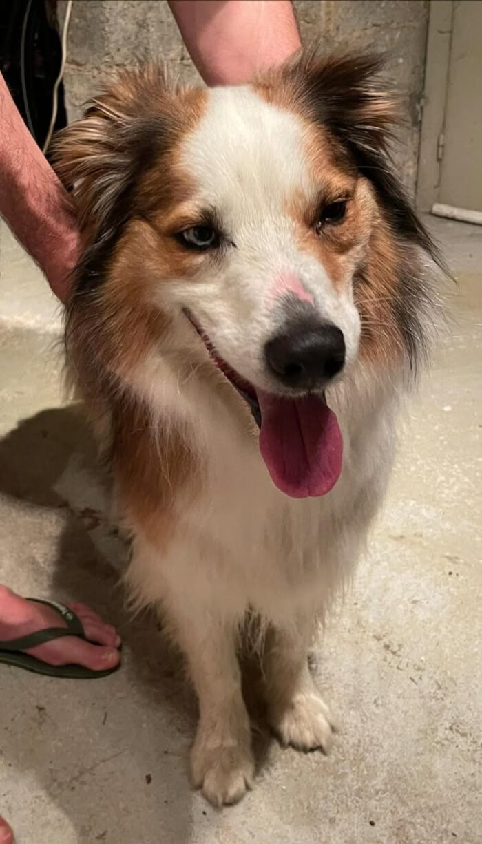▪️[🐕Chien perdu]▪️
Mise à jour : le chien a retrouvé ses propriétaires. 

Un chien a été retrouvé près de la station service du Super U.
⏩Le/la propriétaire du chien peut le récupérer en appelant le 06 89 15 71 45. Il lui faudra ensuite présenter une pièce d’identité et le carnet de santé de l’animal ou tout autre document prouvant la propriété de ce dernier.